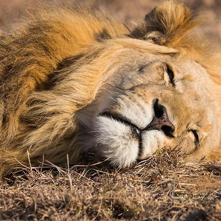 Kwafubesi Tented Safari Camp Mabula Game Reserve Exterior photo